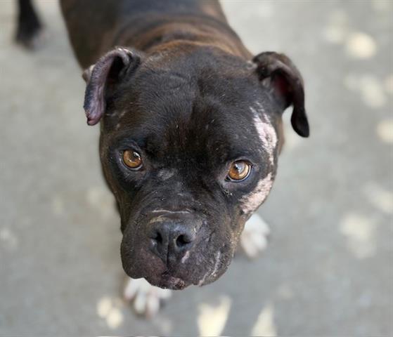 adoptable Dog in Tulsa, OK named NIKA