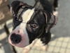 adoptable Dog in  named EZRA