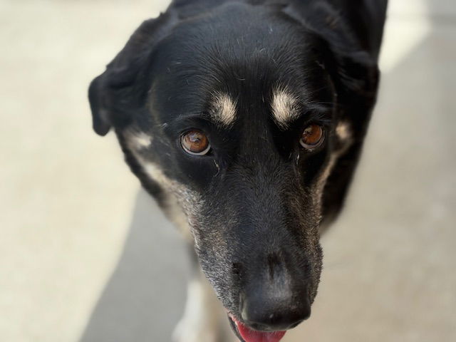adoptable Dog in Tulsa, OK named BIG GIRL