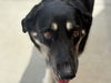 adoptable Dog in  named BIG GIRL