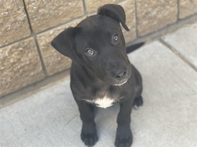 adoptable Dog in Tulsa, OK named CLARK