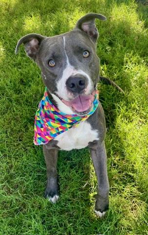 adoptable Dog in Tulsa, OK named KAL-EL