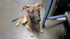 adoptable Dog in  named LORELEI