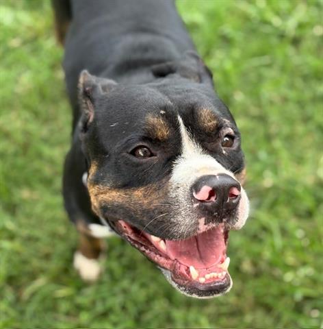 adoptable Dog in Tulsa, OK named CHOPPER