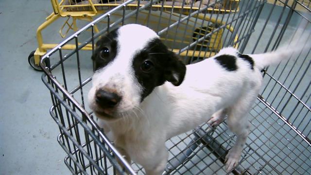 adoptable Dog in Tulsa, OK named BEAN