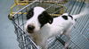 adoptable Dog in  named BEAN