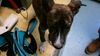 adoptable Dog in  named SHELBY