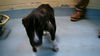 adoptable Dog in  named CAMMY