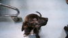 adoptable Dog in  named ANNA