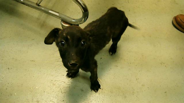 adoptable Dog in Tulsa, OK named TINA