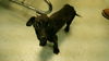adoptable Dog in  named TINA