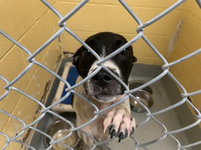 adoptable Dog in Tulsa, OK named BAMA
