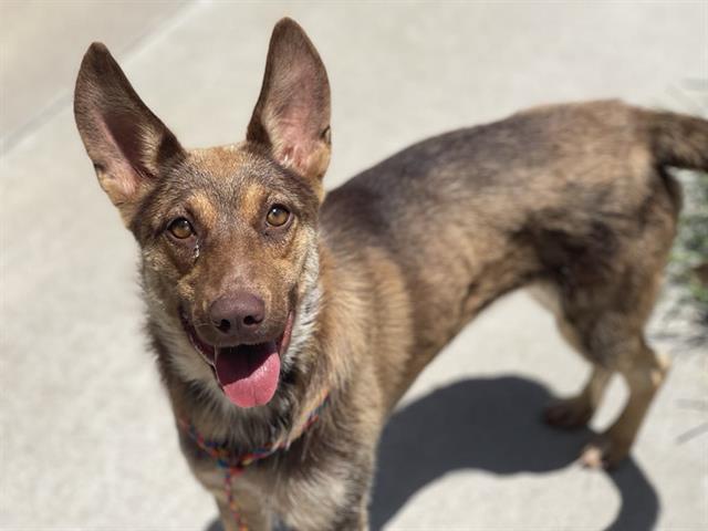 adoptable Dog in Tulsa, OK named WILE E.