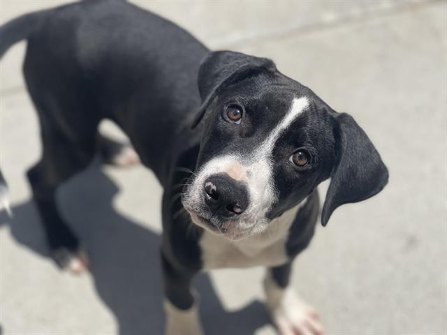 adoptable Dog in Tulsa, OK named ROADRUNNER