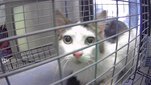 adoptable Cat in Tulsa, OK named MILKSHAKE