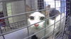 adoptable Cat in  named MILKSHAKE