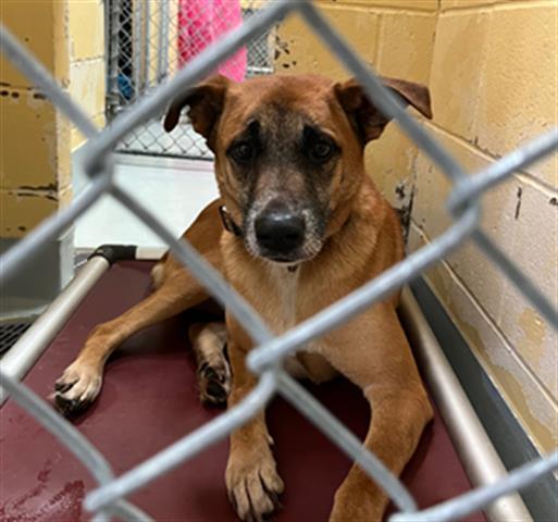 adoptable Dog in Tulsa, OK named F150