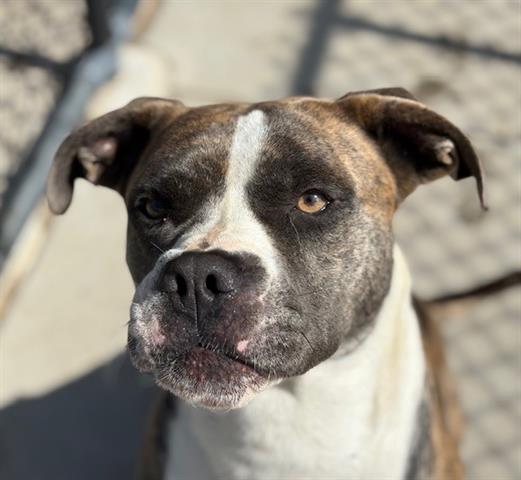 adoptable Dog in Tulsa, OK named BUDDY