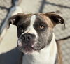 adoptable Dog in  named BUDDY
