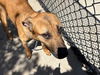 adoptable Dog in  named RUE