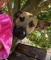 adoptable Dog in  named RUE