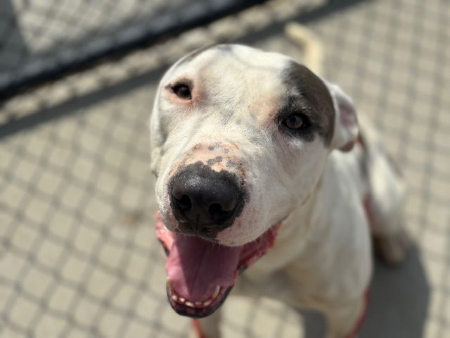 adoptable Dog in Tulsa, OK named FRANK