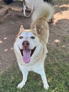 adoptable Dog in  named SIMON