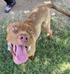 adoptable Dog in  named BARBIE