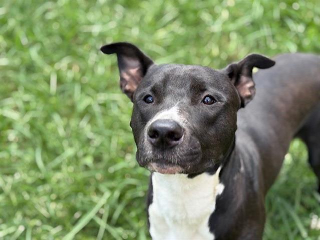 adoptable Dog in Tulsa, OK named ROMANCE
