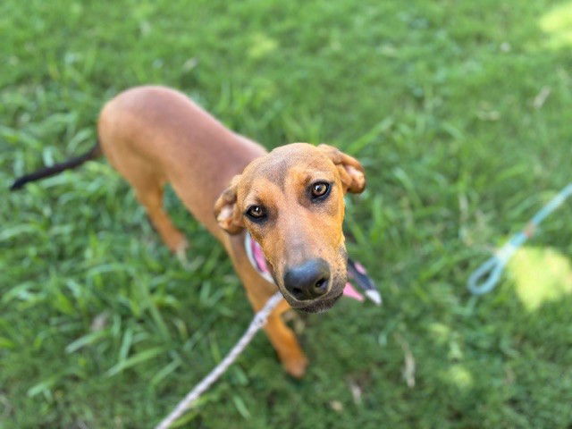 adoptable Dog in Tulsa, OK named SKY