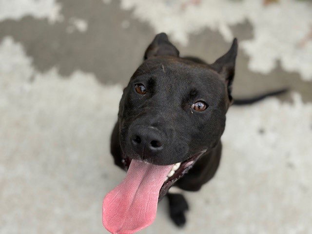 adoptable Dog in Tulsa, OK named ASHER