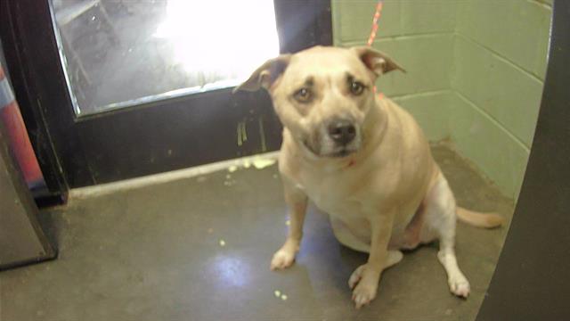 adoptable Dog in Tulsa, OK named LEAH