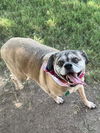 adoptable Dog in  named EDNA