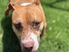 adoptable Dog in  named MARGOT