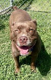 adoptable Dog in  named HAZEL