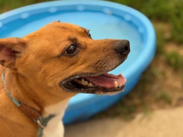 adoptable Dog in Tulsa, OK named BRUNI