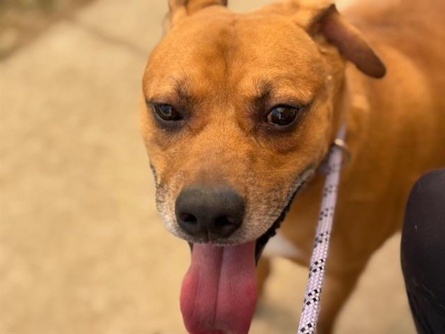 adoptable Dog in Tulsa, OK named BRUNI