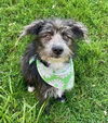adoptable Dog in  named MINI
