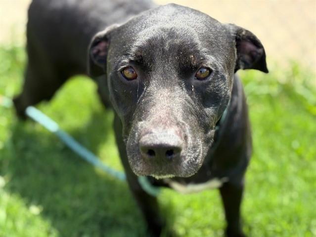 adoptable Dog in Tulsa, OK named FRANK