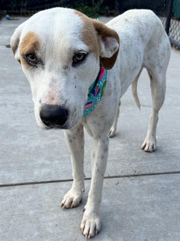 adoptable Dog in Tulsa, OK named CANDY