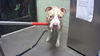 adoptable Dog in  named FATMAN