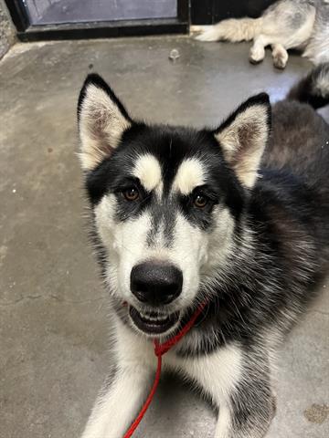 adoptable Dog in Tulsa, OK named ROCCO