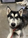 adoptable Dog in  named ROCCO