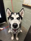 adoptable Dog in  named NOPAL