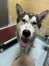 adoptable Dog in  named SHADOW