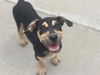 adoptable Dog in  named JAY-Z