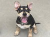 adoptable Dog in  named BEYONCE