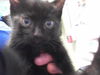 adoptable Cat in ,  named RUBEN CLUB