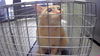 adoptable Cat in ,  named LINDA