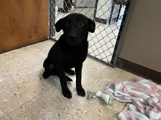 adoptable Dog in Tulsa, OK named ARROW